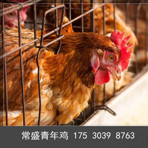蛋鸡青年鸡采食量计算公式 蛋鸡青年鸡采食量标准